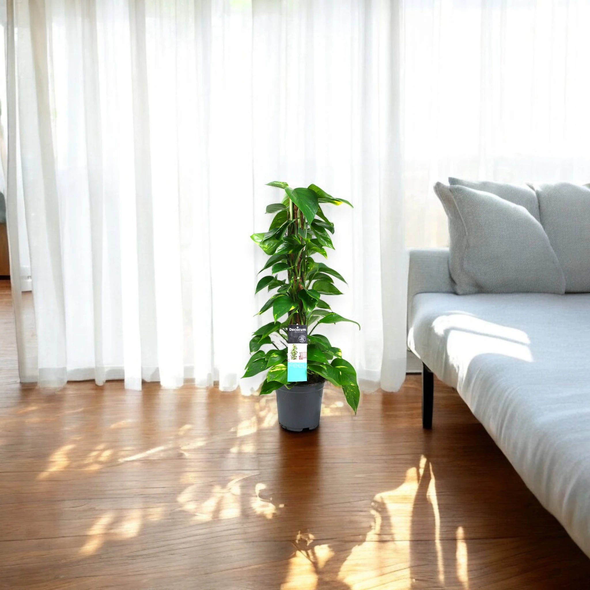 Epipremnum con foglie lucide su palo