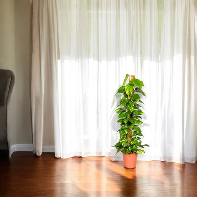 Epipremnum decorativo da interno
