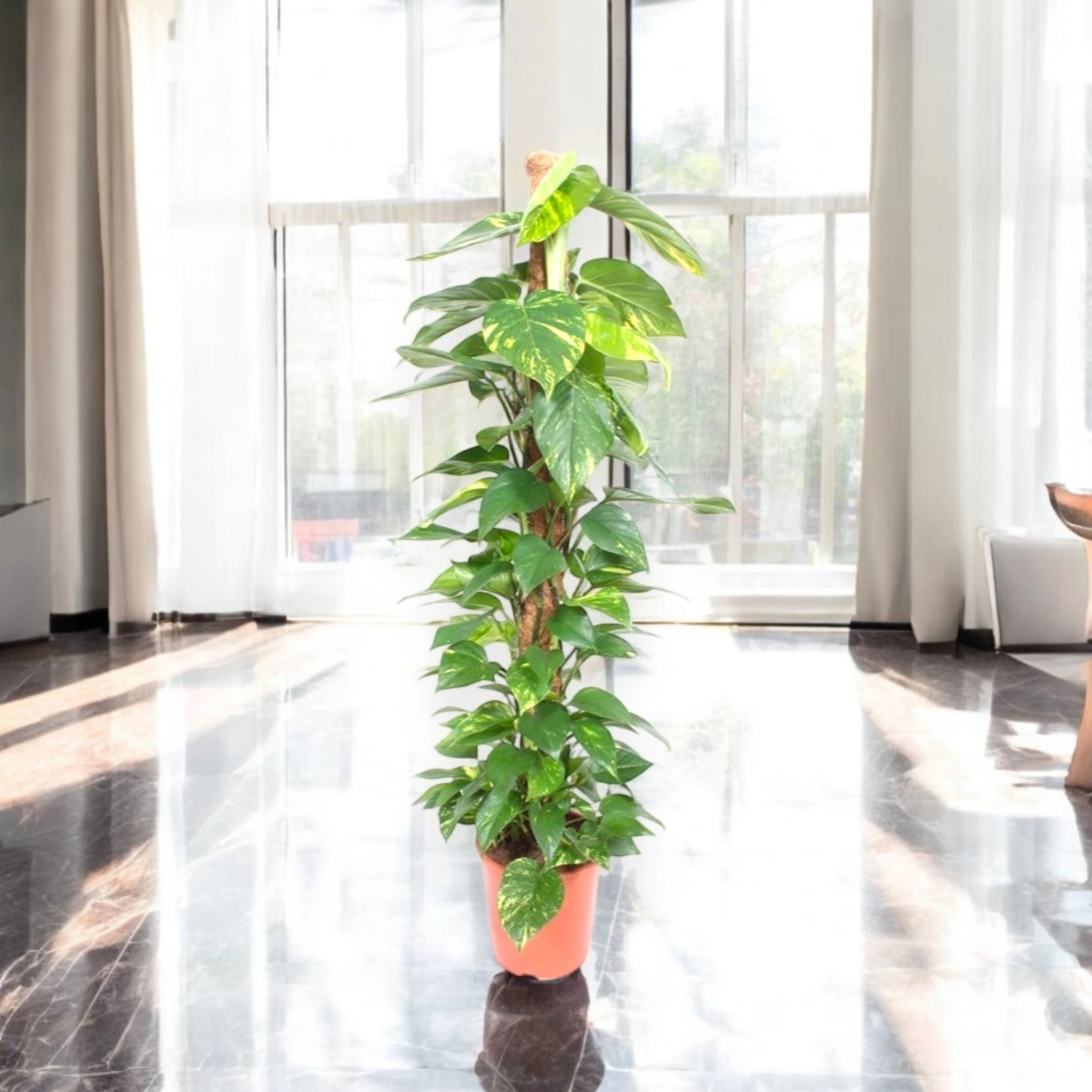 Epipremnum su tutore in casa moderna