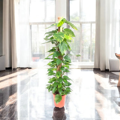 Epipremnum su tutore in casa moderna