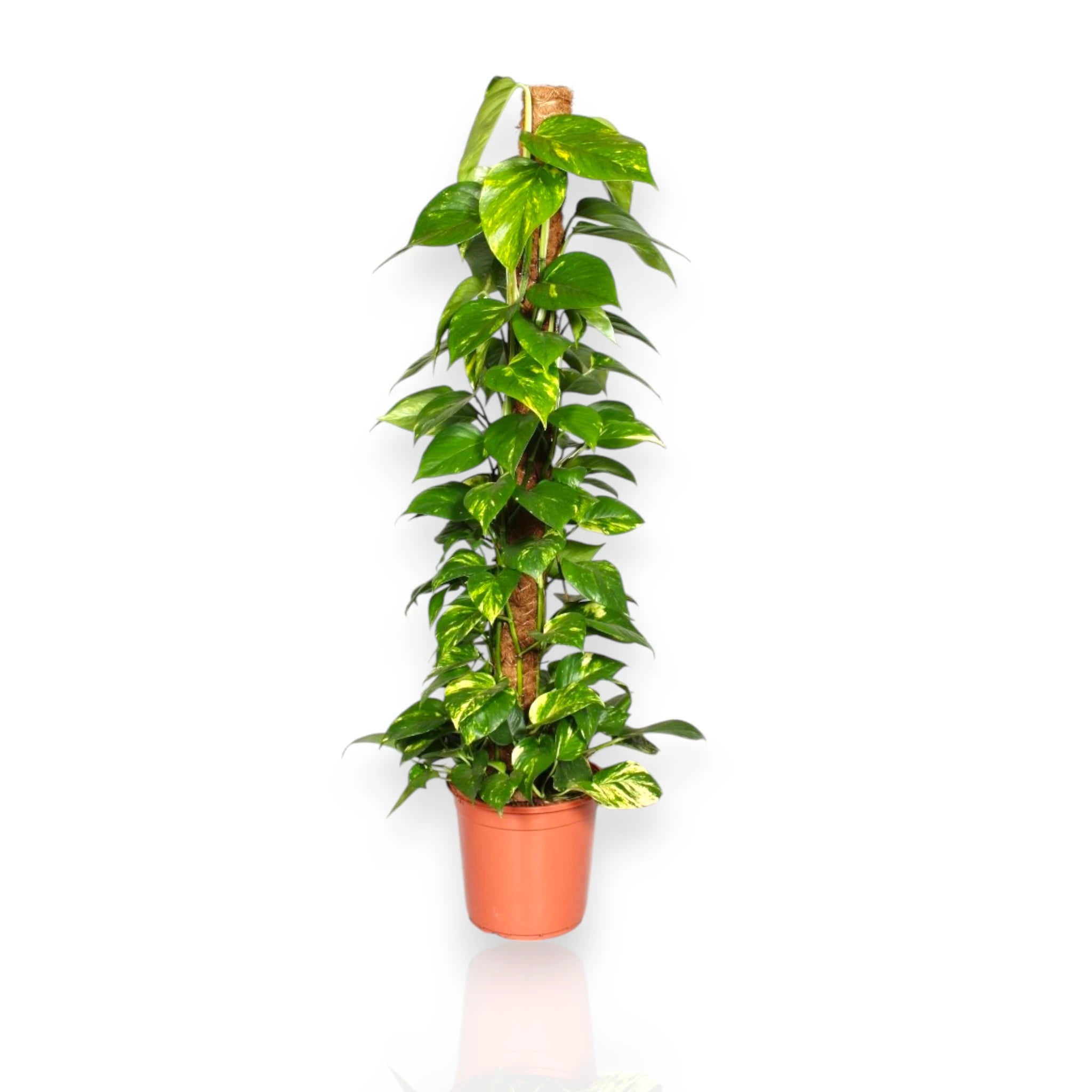Epipremnum in vaso con tutore
