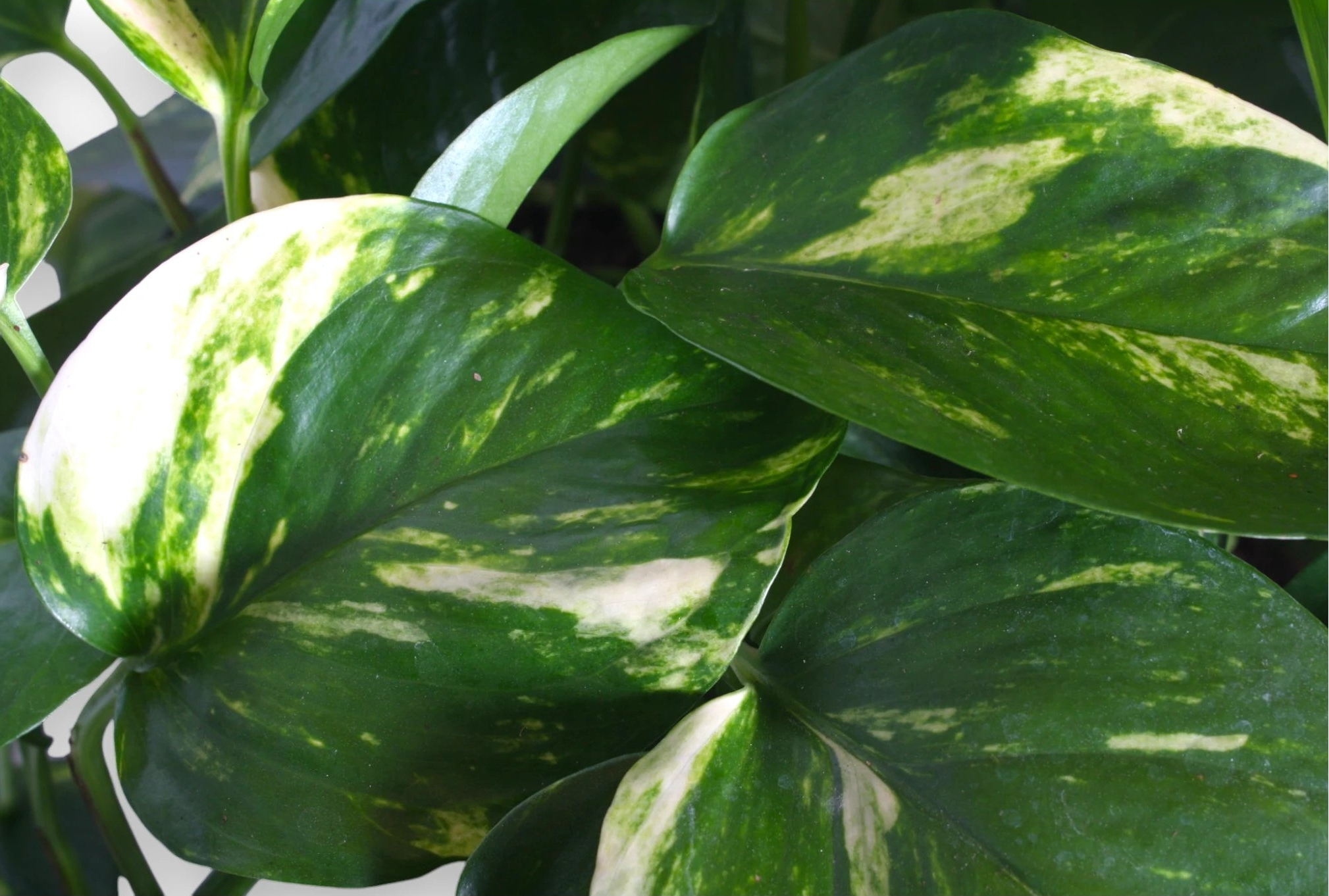 Epipremnum pinnatum Aureum pothos - foglia
