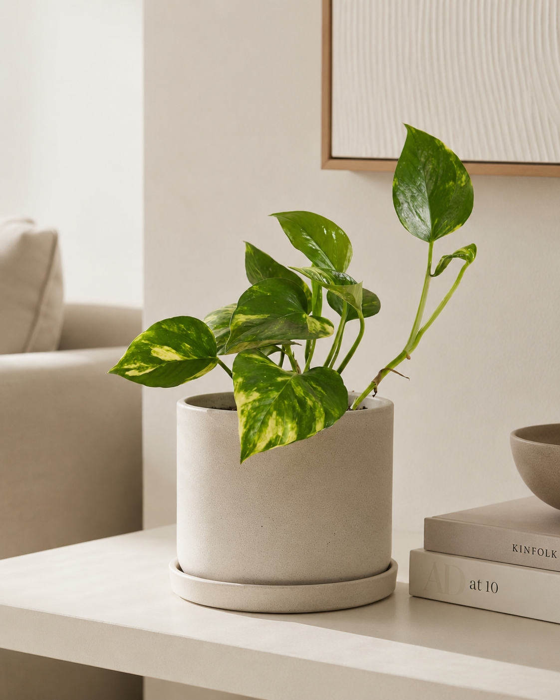 Epipremnum pinnatum 'Aureum' - pothos in casa