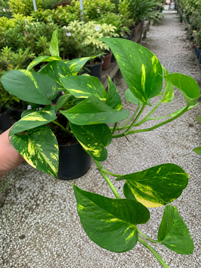 Epipremnum pinnatum 'Aureum' - pothos in vivaio