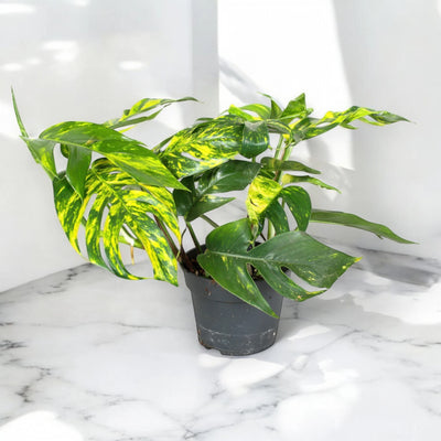 Epipremnum pinnatum 'Cintho goldfinger'