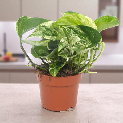 Epipremnum pinnatum 'Marble Queen' - pothos ambientata