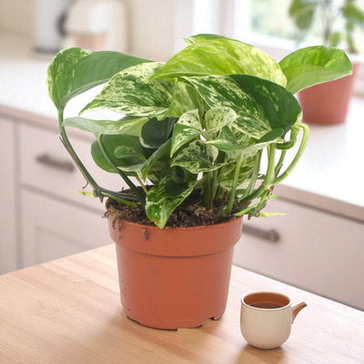 Epipremnum pinnatum Marble Queen pothos - fogliame variegato