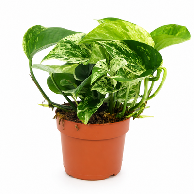 Epipremnum pinnatum 'Marble Queen' - pothos sfondo bianco
