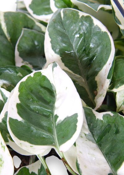 Epipremnum pinnatum N'Joy pothos - foglie variegate