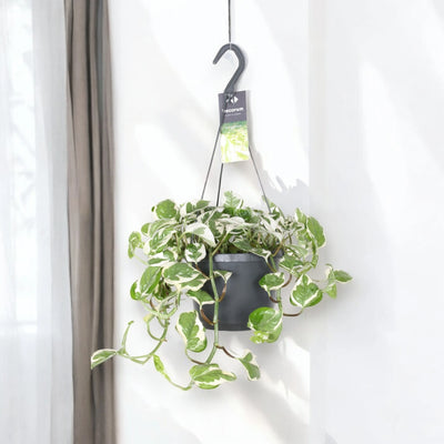 Epipremnum pinnatum 'N'Joy' - pothos in sala