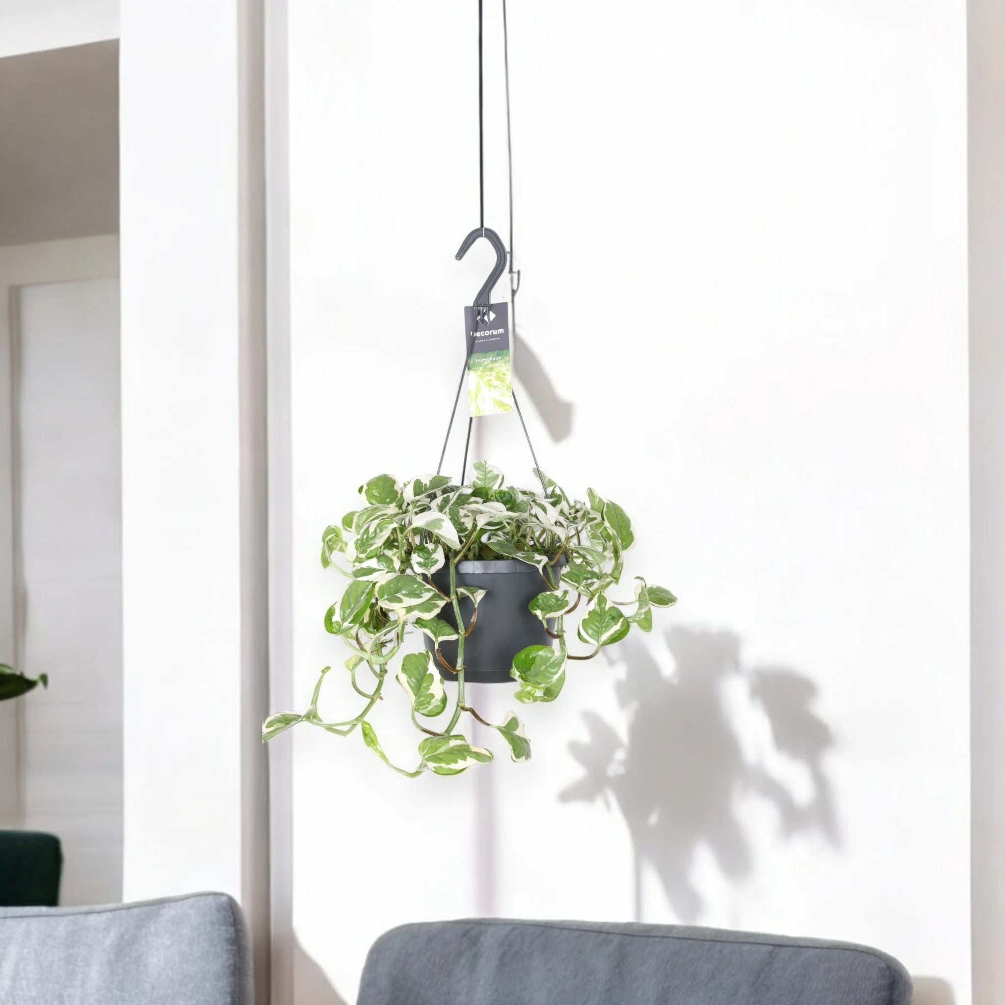 Epipremnum pinnatum 'N'Joy' - pothos in sala 