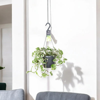 Epipremnum pinnatum 'N'Joy' - pothos in sala 