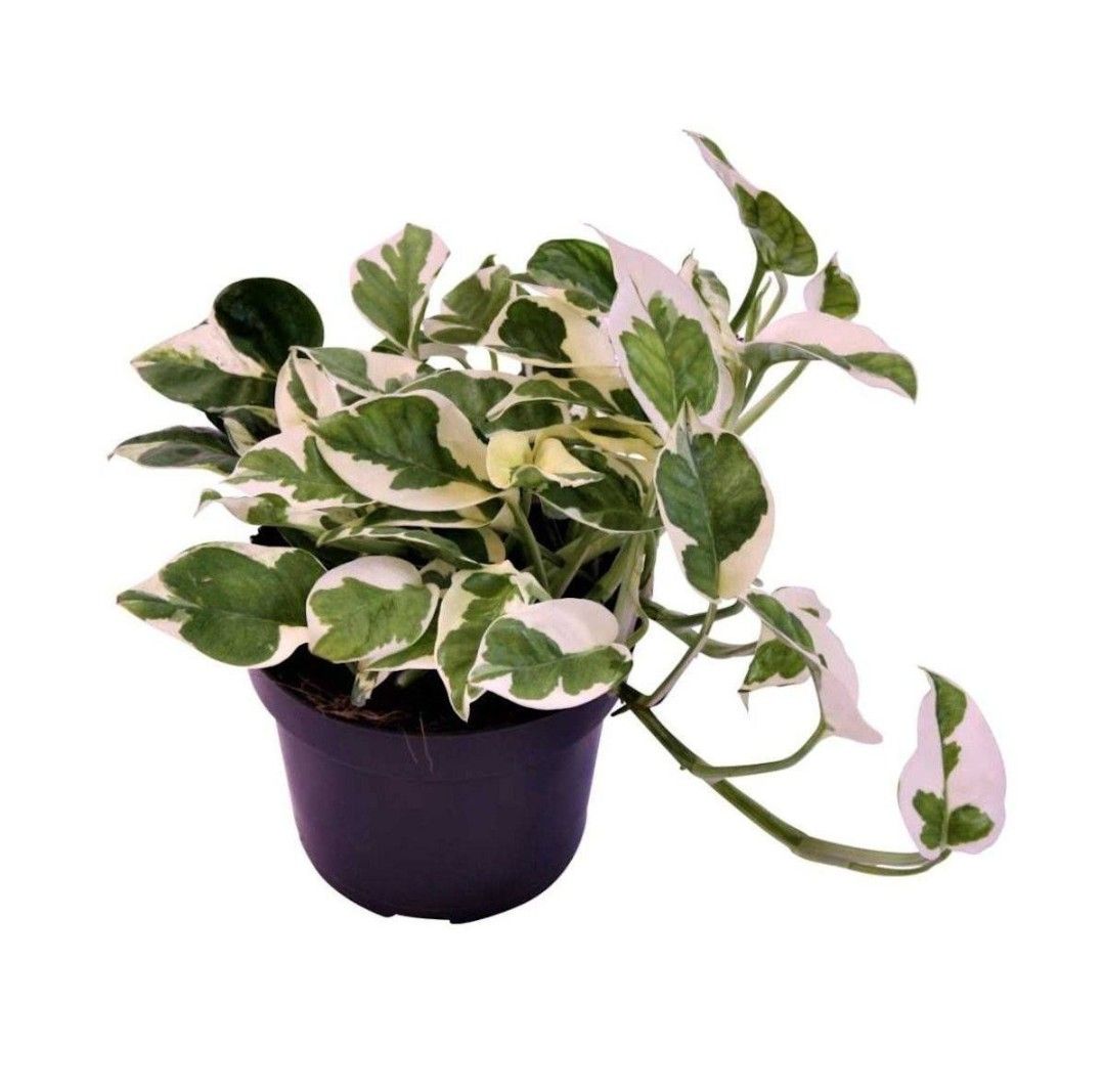Epipremnum pinnatum 'N'Joy' - pothos in vaso 