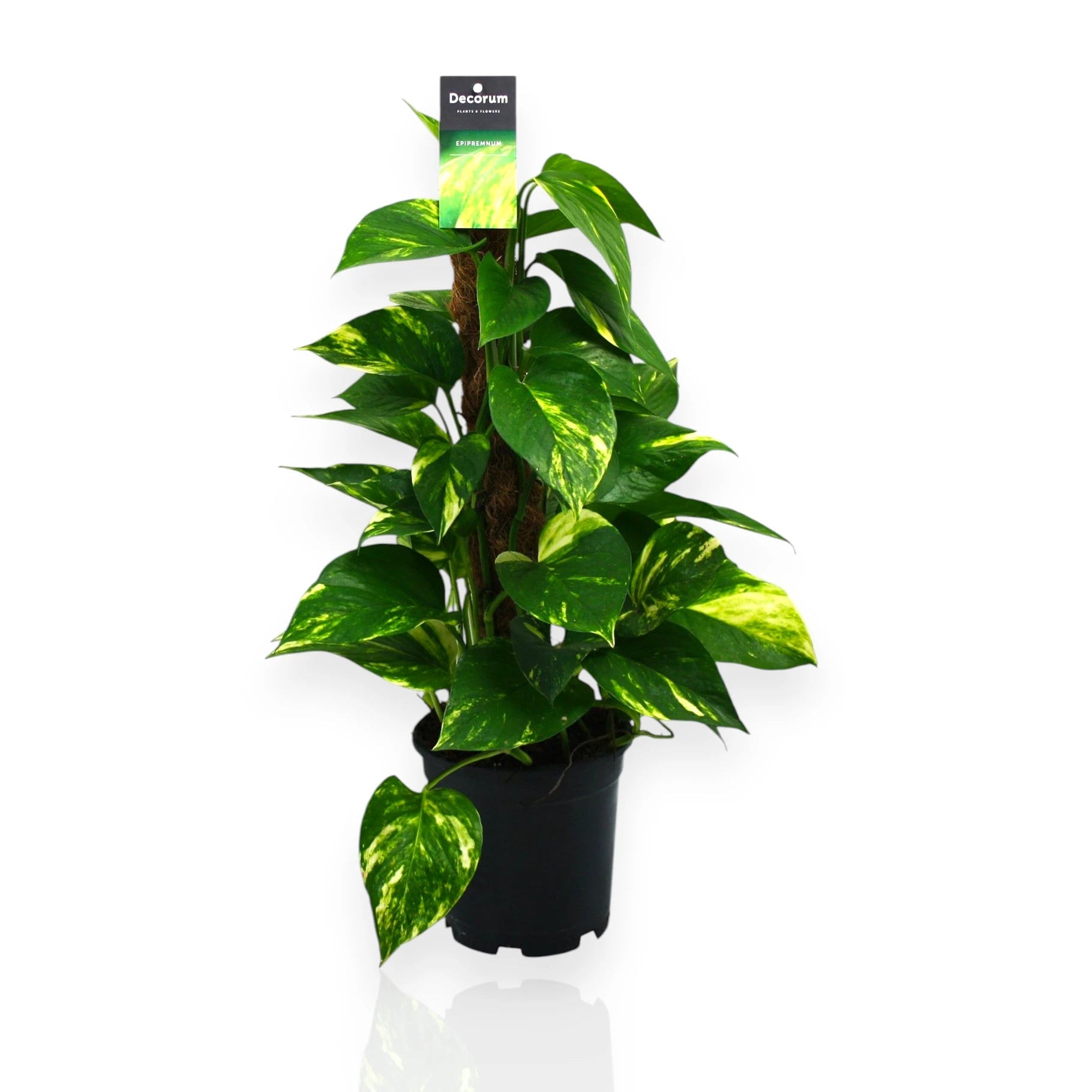Epipremnum rampicante con tutore