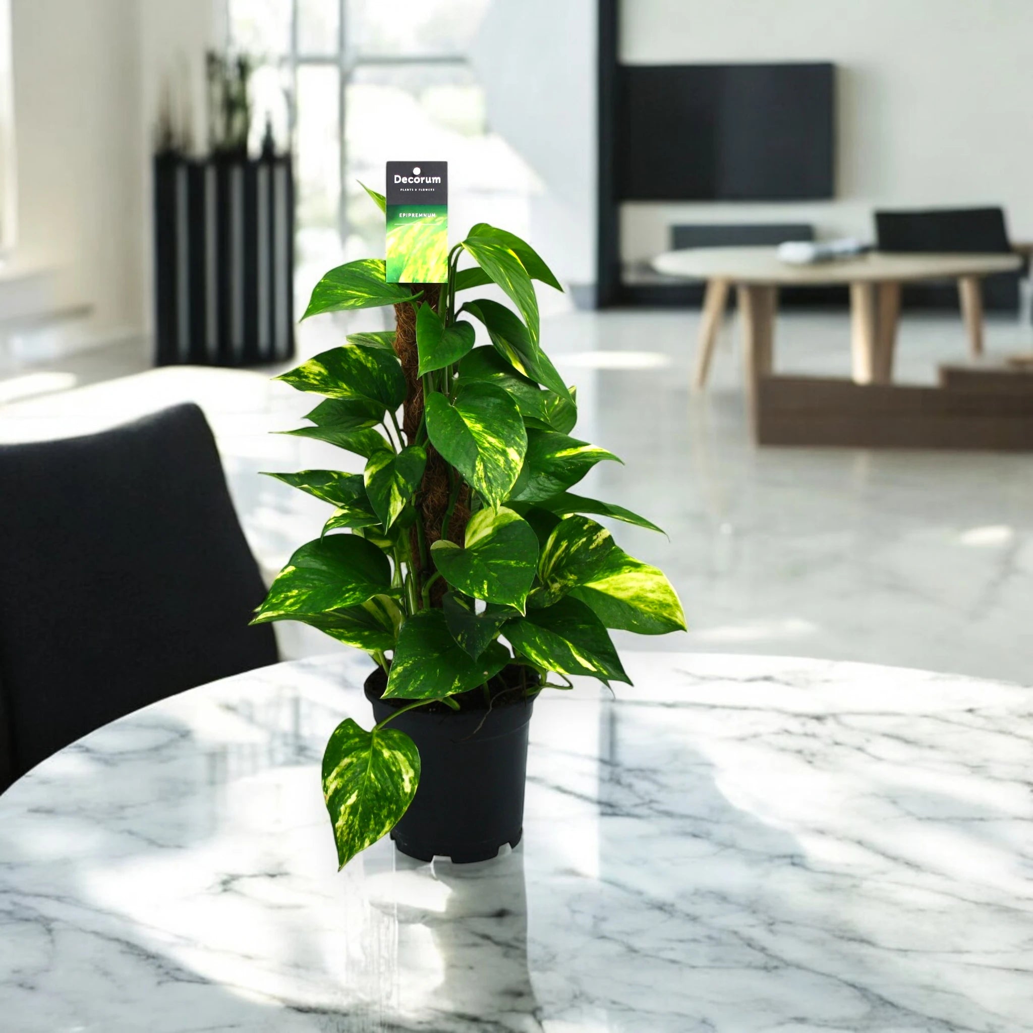 Pianta di Epipremnum con palo tutore