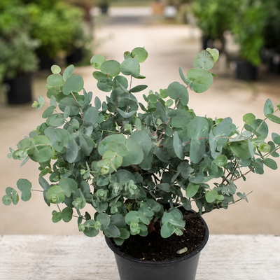 Pianta di Eucalyptus Silver Dollar in vivaio