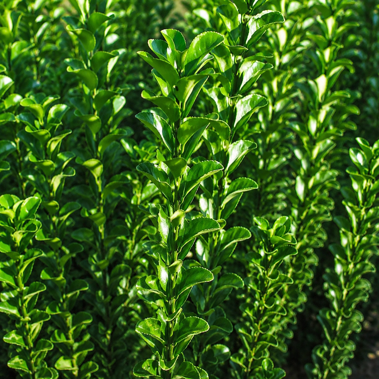 Evonimo - Euonymus japonicus 'Benkomasaki' foglie sotto il sole