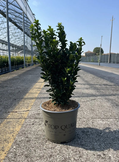 Evonimo - Euonymus japonicus 'Benkomasaki' in vivaio