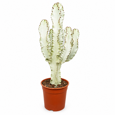 Euphorbia ingens variegata