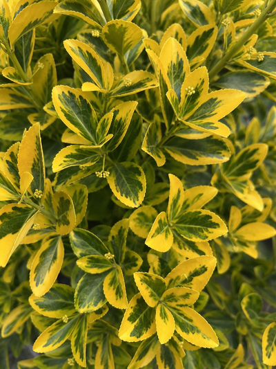 Evonimo - Euonymus japonicus 'Elegantissimus Aureus' dettaglio delle foglie