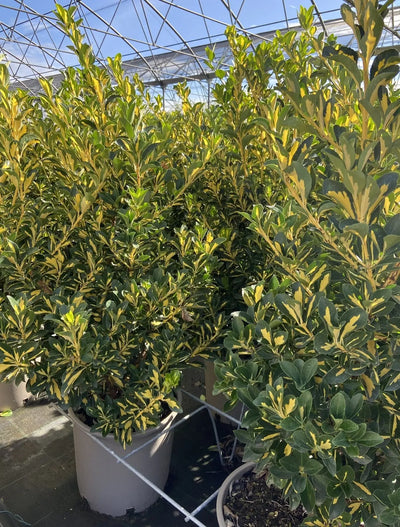 Arbusto di Euonymus Aureopictus Livornese