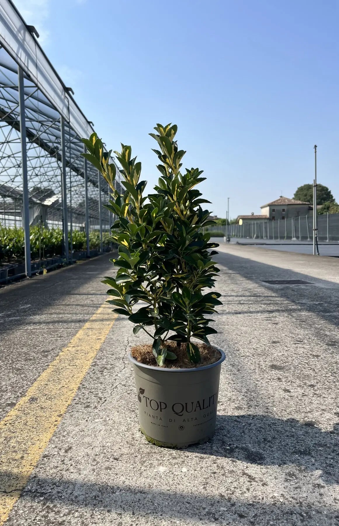 Pianta di Euonymus Aureopictus Livornese in vaso