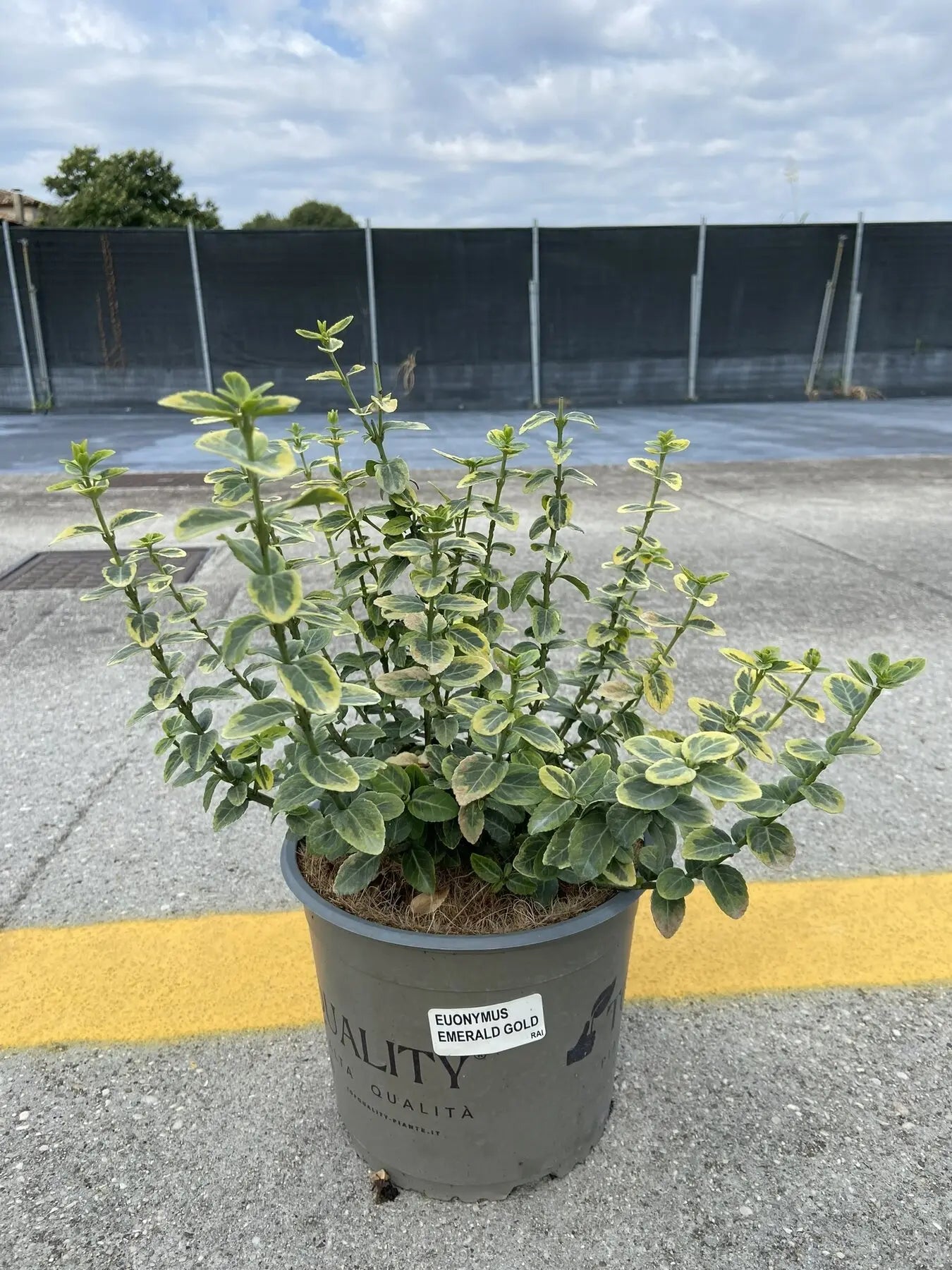 Pianta di Euonymus Emerald 'N Gold