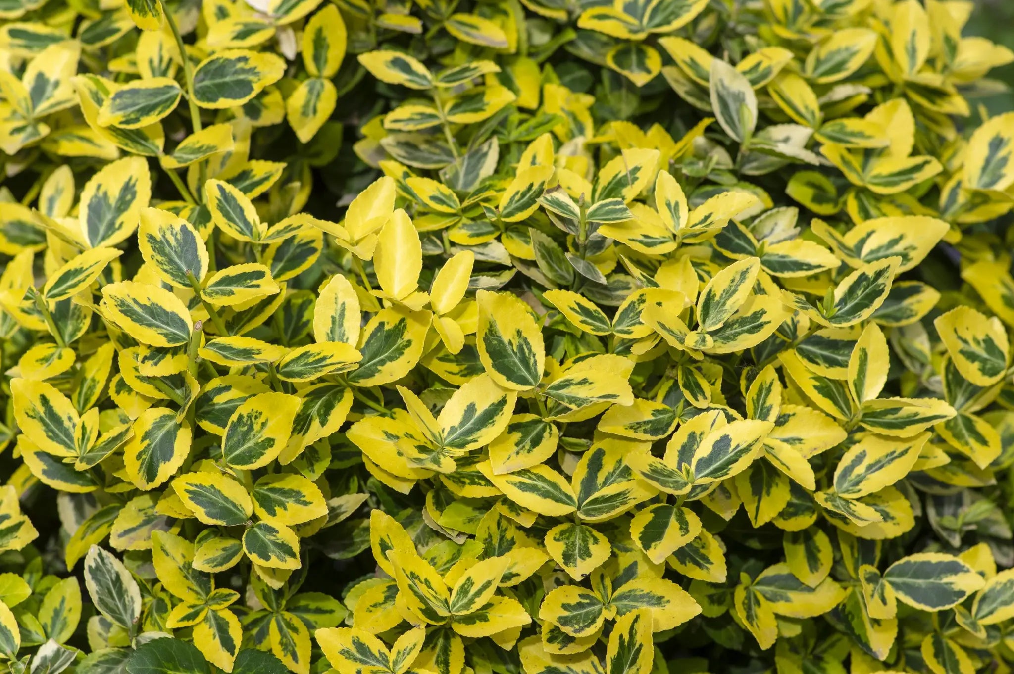 Fogliame giallo-verde di Euonymus Emerald 'N Gold