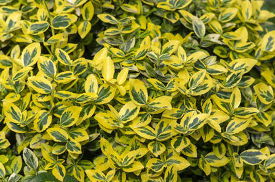 Fogliame giallo-verde di Euonymus Emerald 'N Gold