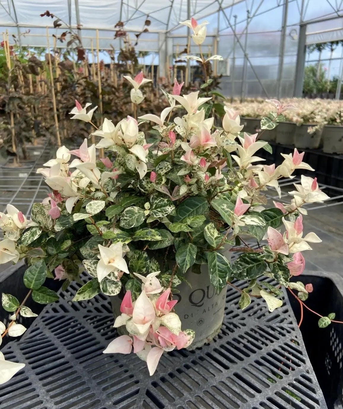 Trachelospermum asiaticum ‘Tricolor’ coltivato in vaso