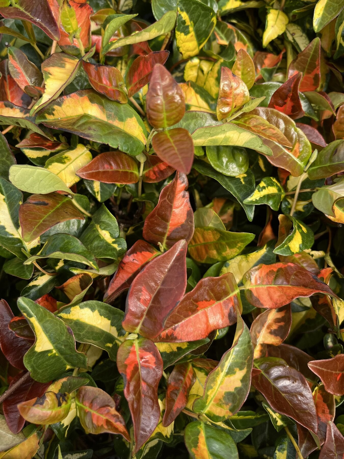 Foglie colorate di Trachelospermum Ogon Nishiki
