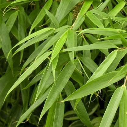 Fargesia murielae Jumbo con fogliame verde