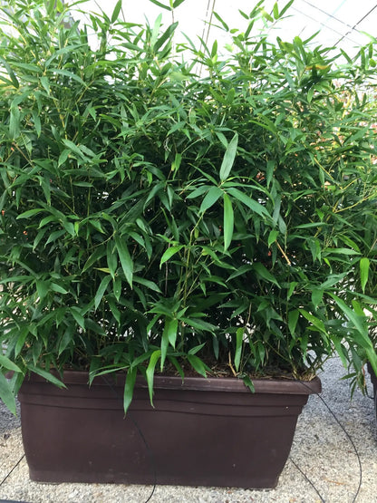 Pianta di Fargesia rufa verde in vaso