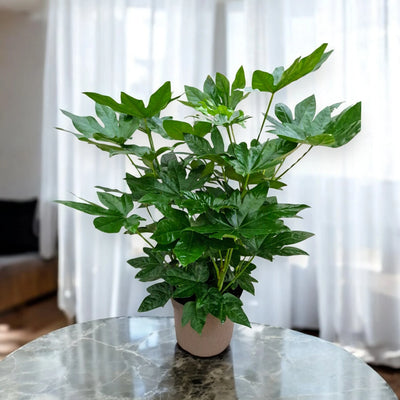 Aralia del Giappone in vaso moderno