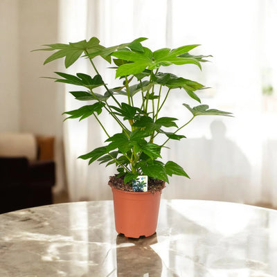 Aralia del Giappone da interno