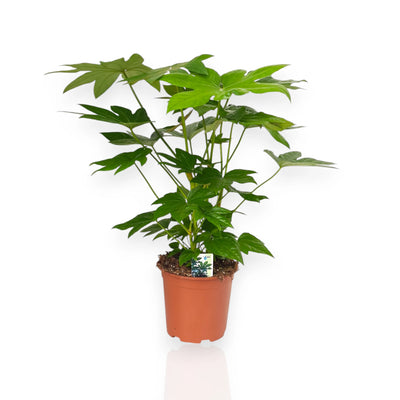 Fatsia japonica coltivata in vaso