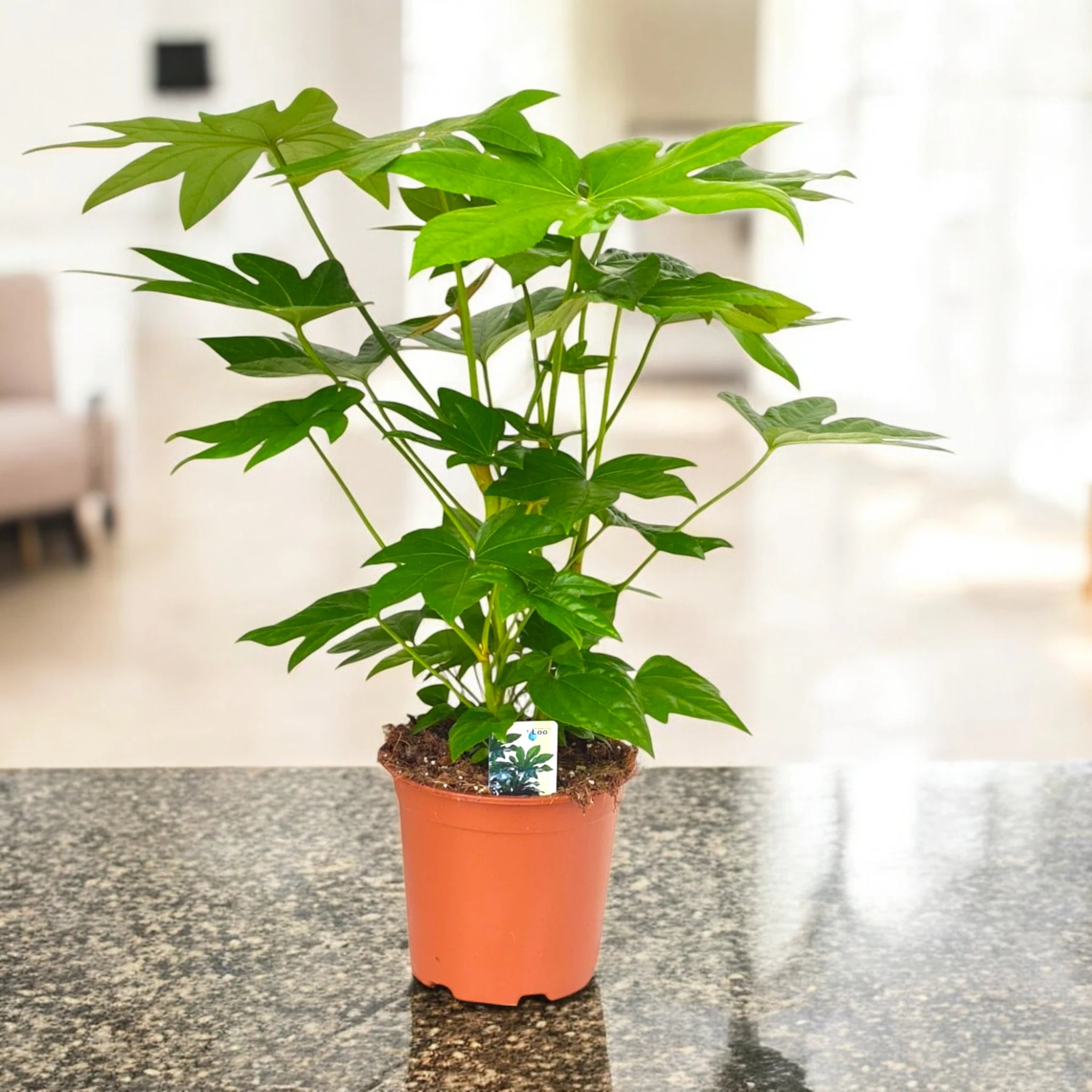 Pianta di Fatsia japonica elegante