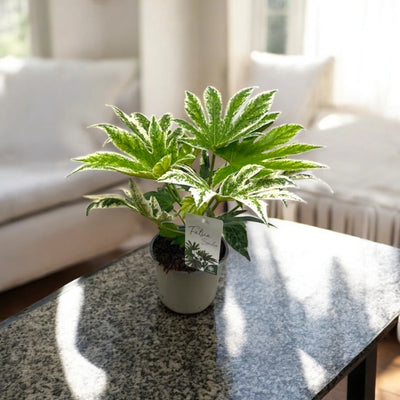 Pianta di Aralia variegata da appartamento