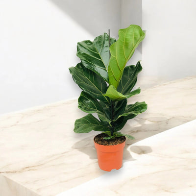 Pianta di Ficus lyrata d'arredamento su pavimento in marmo
