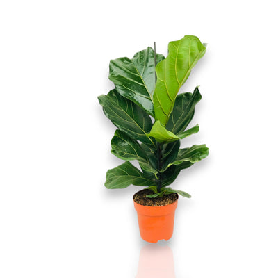 Pianta di Ficus lyrata in vaso arancione su sfondo bianco.
