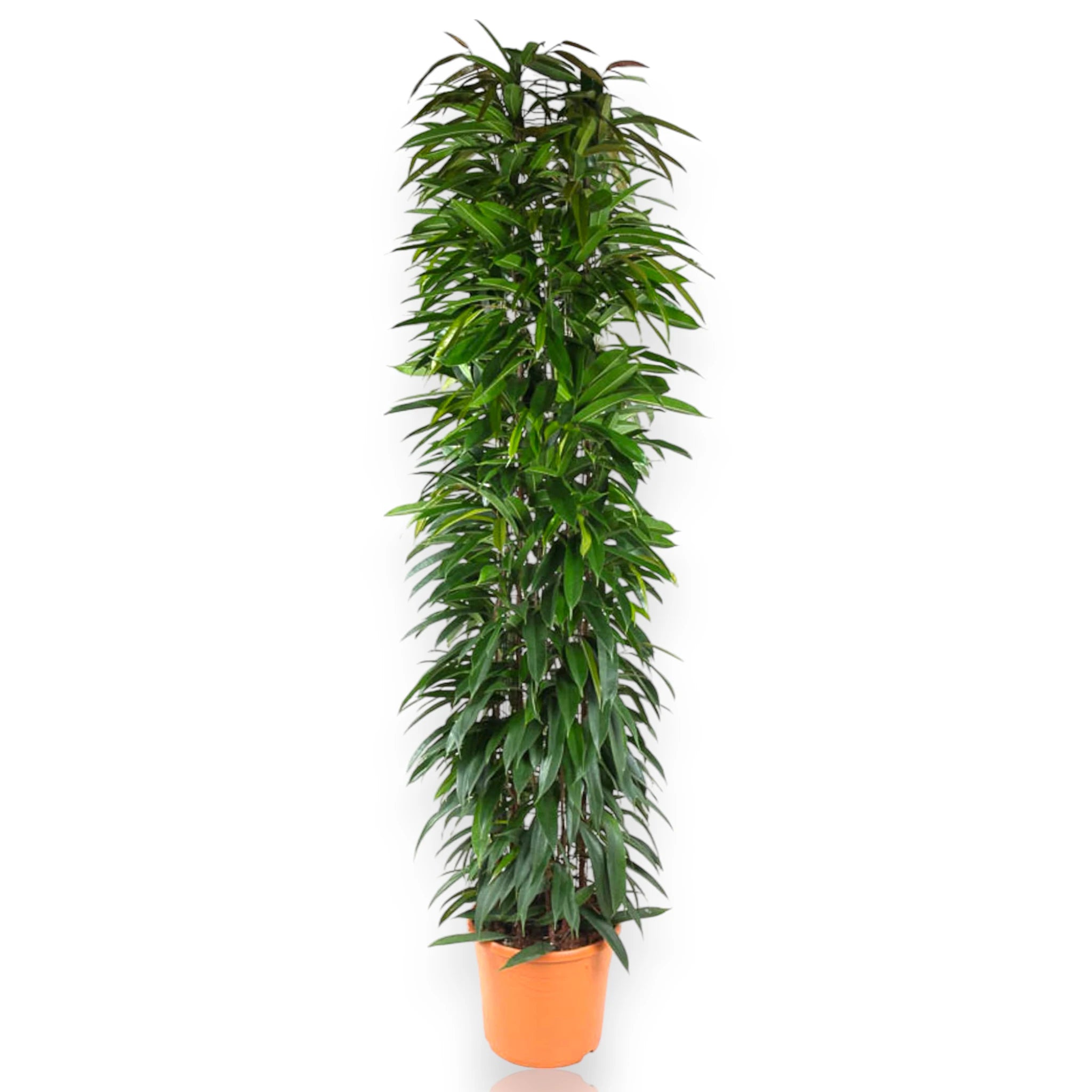 Ficus binnendijkii con portamento slanciato