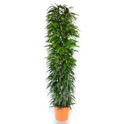 Ficus binnendijkii con portamento slanciato