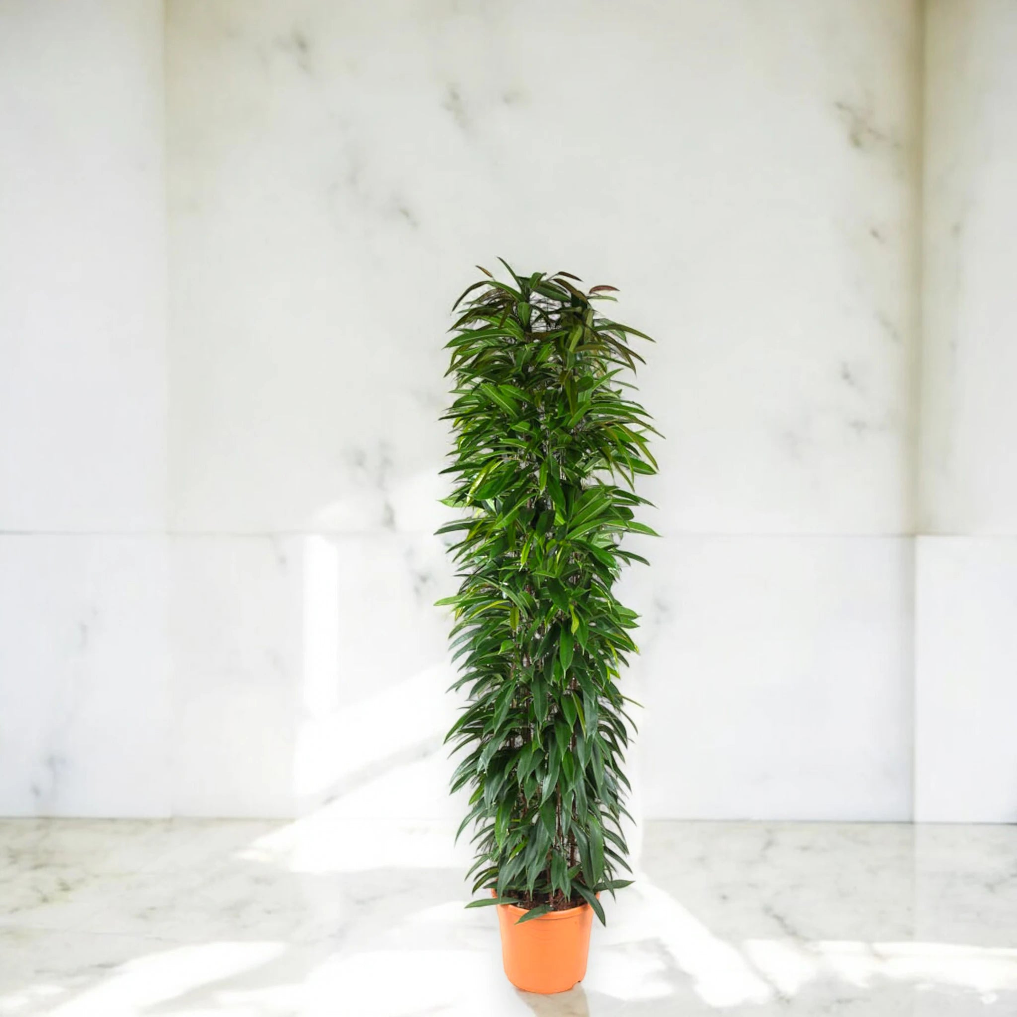 Ficus binnendijkii elegante e compatto