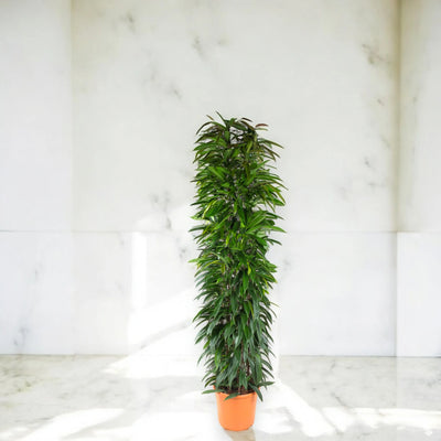 Ficus binnendijkii elegante e compatto