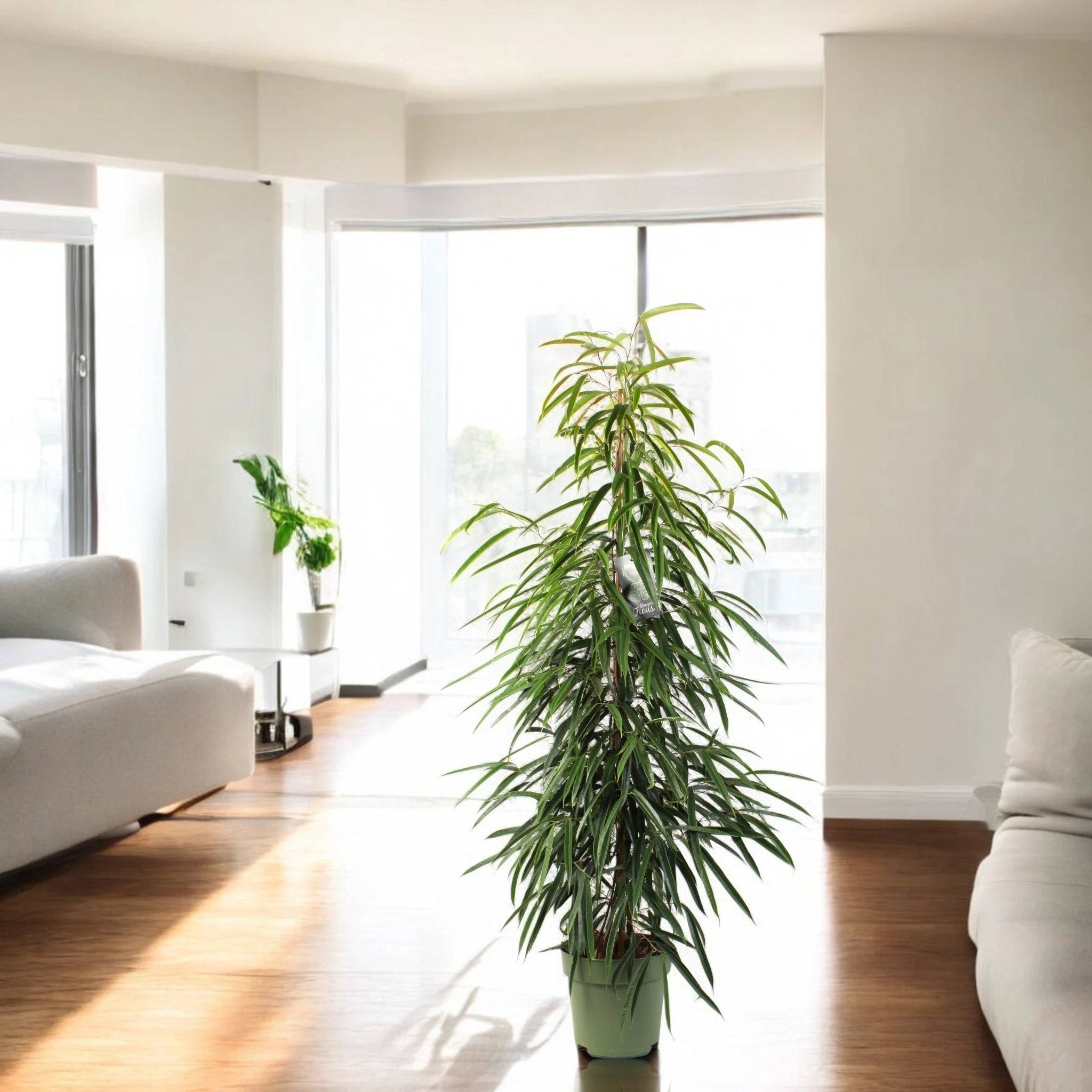 Ficus binnendijkii in casa