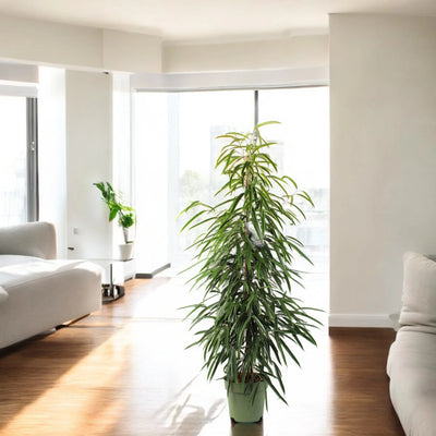 Ficus binnendijkii in casa