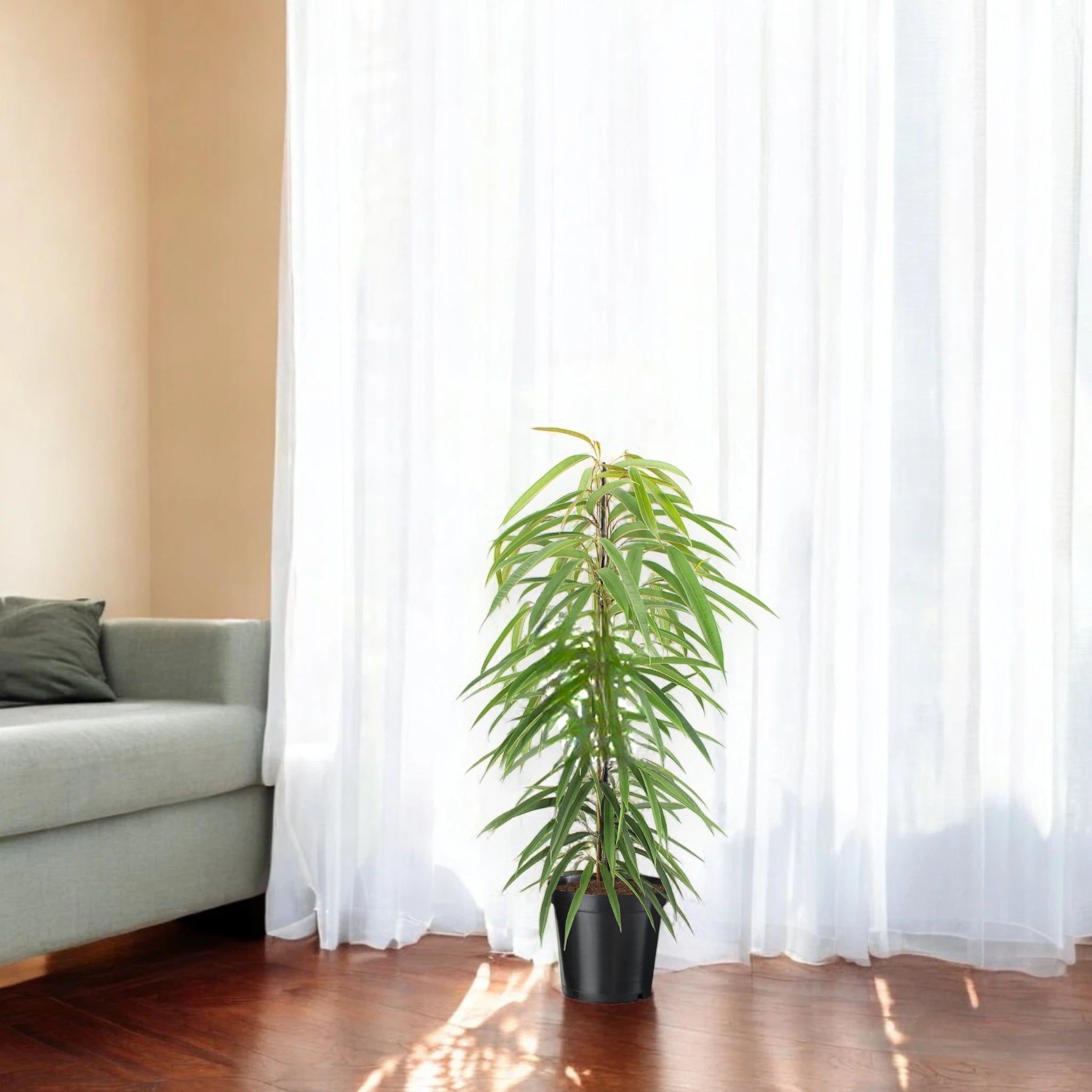 Ficus binnendijkii Alli da interno