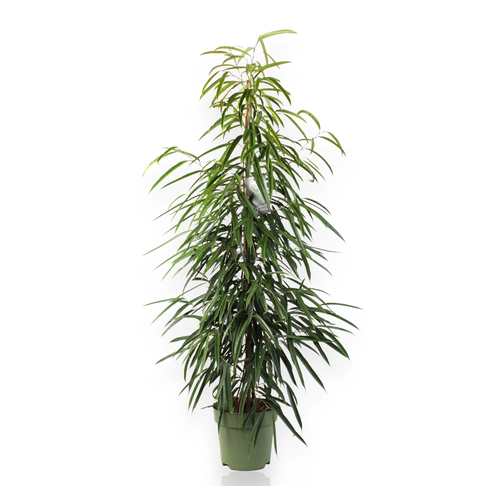 Ficus Alli con sfondo bianco