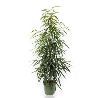 Ficus Alli con sfondo bianco