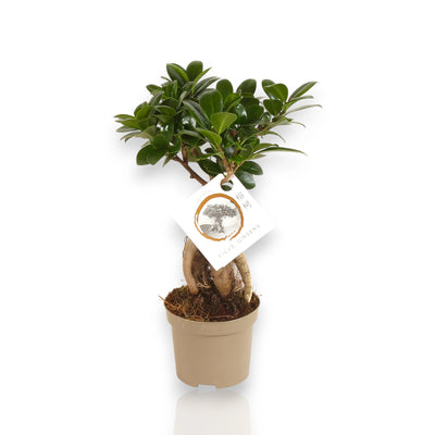 Bonsai di Ficus microcarpa Ginseng